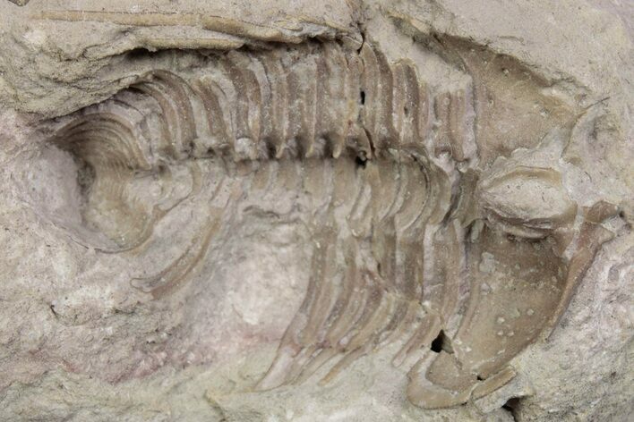 Bargain, Ventral Cybele Panderi Trilobite Fossil - Russia #363131